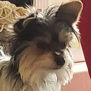 Meet your Posher, Dylan